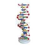 DNA Structure Model, Plastic Assembly Kit